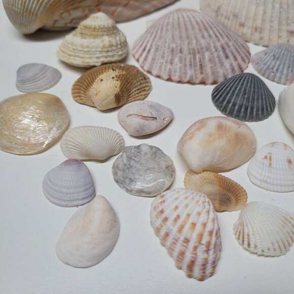 Seashell Nautical Decor Lot Mixed Sizes Half Clam Pieces Broken Parts Crafting - Picture 2 of 13